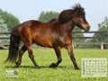 Horse Calendar August