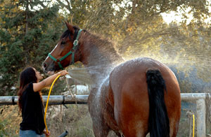 Knowing when it is safe to work your horse is important to avoiding a heat-related illness