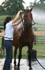 Your First Horse: Grooming and Horse Care