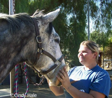 Horse Groom Amanda Goff