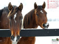 Horse Calendar December