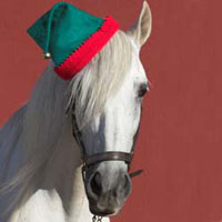 Holiday horse