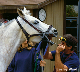 Giving your horse regular dental care and exams is essential to maintaining optimum health
