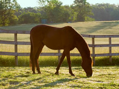 Helping you pick the right horse fence material