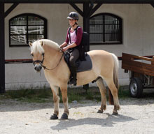 Micaela Myers shares her stories of riding with Norwegian Fjord Horses