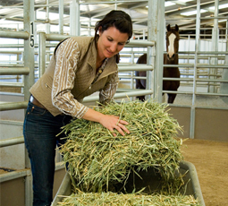 Tips for finding your highest quality hay