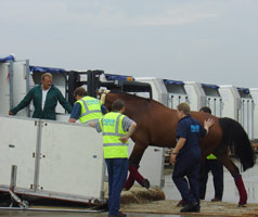 Horse being loaded for flight