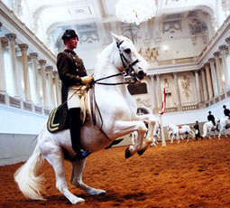 Riding instructor certification programs in Europe