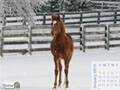 Horse Calendar January