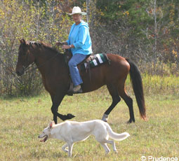 Almost any dog can learn to be a great equine companion