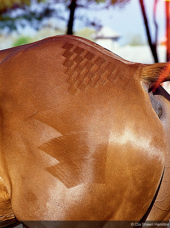 Horse Quartermark- Checkers