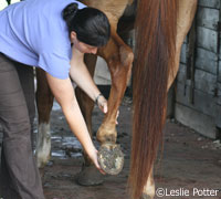 Keep your horse's joints healthy with a good diet and stretching