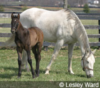 Equine pregnancy lasts almost a year, but being ready in advance is always important