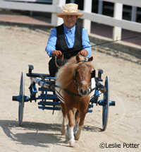 Mini horse driving