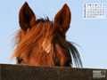 Horse Calendar November