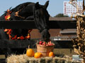 Horse Calendar October