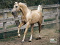 Palomino Horse Wallpaper 1