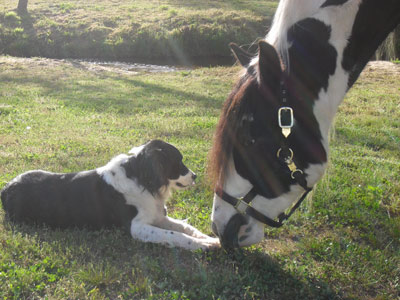 Black and white dog and horse