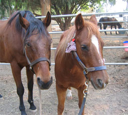 The author's horses, Prez and Berry