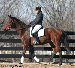 Retraining a Thoroughbred