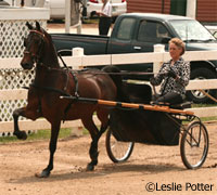 Pleasure driving show horse