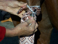 Bag a Horse Tail Steps 4