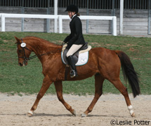 Vince warming up before a dressage test