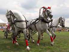 A traditional Russion troika, featuring the favored Orlov Trotter breed