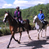 2010 World Equestrian Games- Endurance Driving
