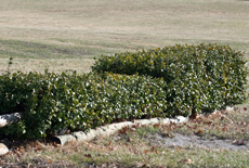 Well trimmed hedges and other natural obstacles can be used as well