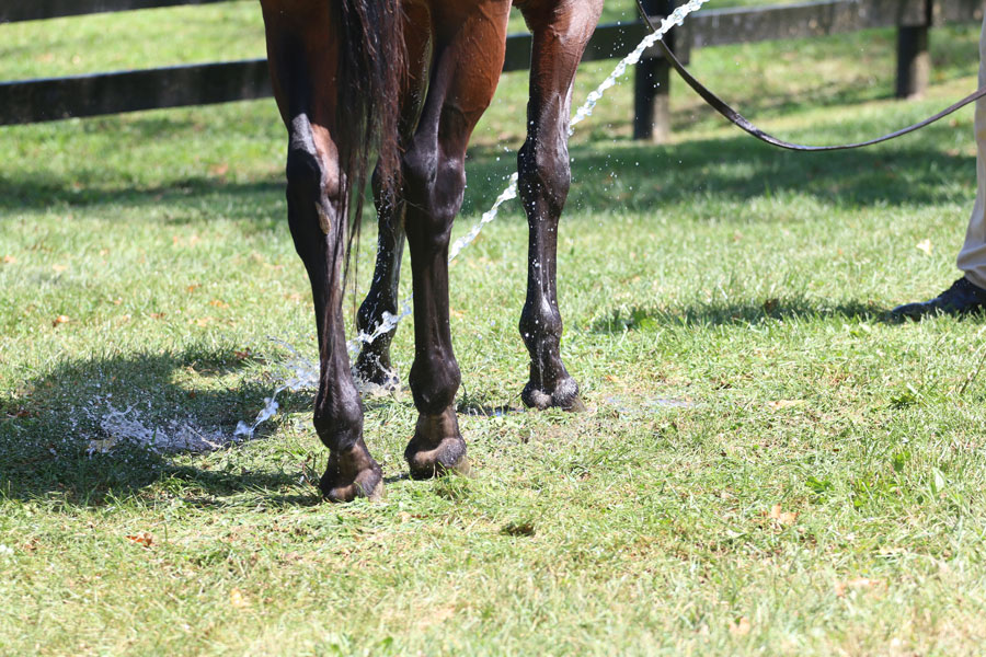 Cold hosing a horse's leg