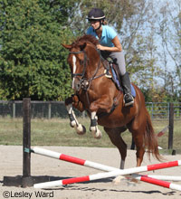 Horse jumping a crossrail