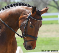 Dressage bridle