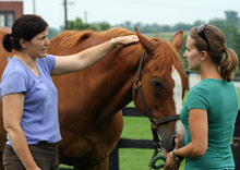 Equine vet