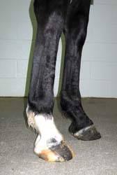 Horse with tendinitis