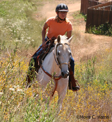 Hill conditioning the western horse