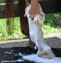 Cleaning a horse's white stockings