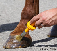 Apply hoof dressing