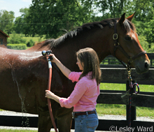 Bathing a horse