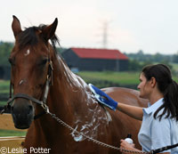 Plan ahead for a detailed cleaning of your horse
