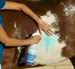 Spray shampoo can cut down the time of bathing your horse considerably