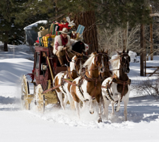 Pinto Saddlebred horses with a Christmas stagecoach