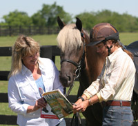 Tips on how to be around horses without owning a horse