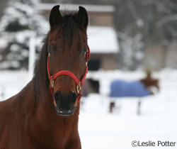 Horses in the snow