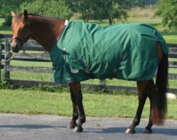 A too small blanket for your horse