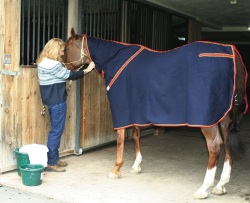 Horse wearing a cooler