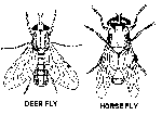 Deer Fly/Horsefly field guide