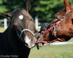 Halters