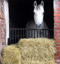 Horse in stall with hay