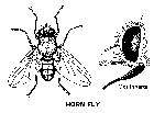 Horn Fly field guide